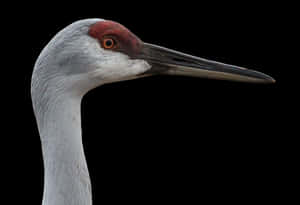 Sandhill Crane Profile Portrait PNG image with transparent background