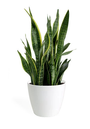 Sansevieria Snake Plantin White Pot PNG Image