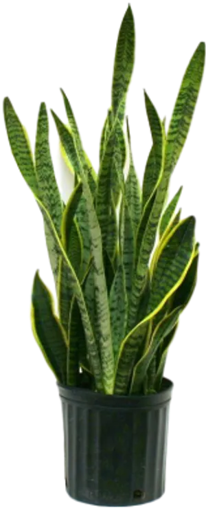 Sansevieria Trifasciata Plant PNG Image