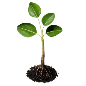 Sapling Sprout Png Yvt30 PNG Image