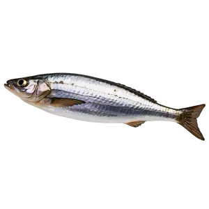 Sardine Spread Png 86 PNG Image