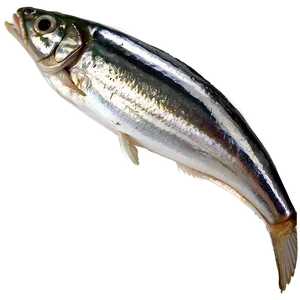 Sardines With Herbs Png Isr PNG Image