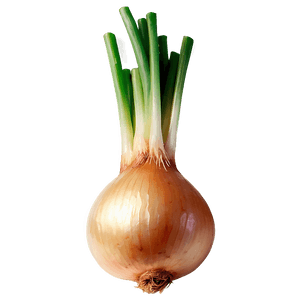 Sautéed Onion PNG rsi95 PNG image with transparent background
