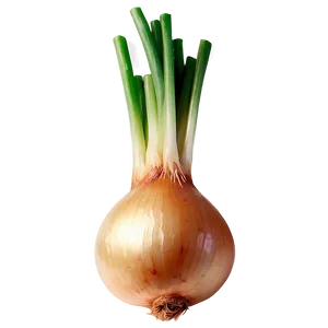 Sautéed Onion Png Rsi95 PNG Image