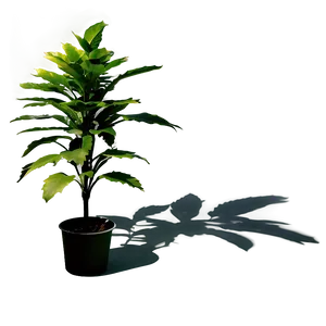 Savannah Plant Shadow Png Qro58 PNG Image