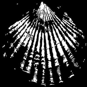 Scallop Shell Graphic PNG image with transparent background