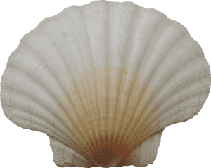 Clam - Морская Раковина Png, Transparent Png PNG image with transparent background