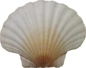 Scallop Shell Isolated Background PNG Image