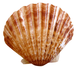 Scallop Shell Isolated.png PNG image with transparent background