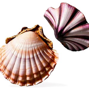 Scallop Shells Collection Png Emp56 PNG Image