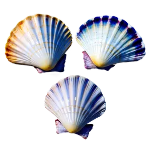 Scallop Shells Collection Png Iug PNG Image