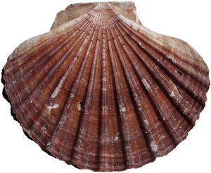 Clam - Syair Mbah Ompong 29 Juli 2018, HD Png Download PNG with transparent background