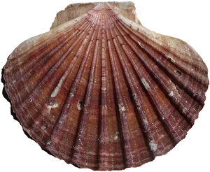 Scalloped Clam Shell Texture PNG Image