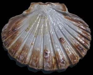 Scalloped Edge Seashell PNG image with transparent background