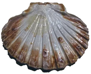 Scalloped Edge Seashell PNG Image