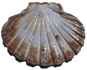 Scalloped Shell Texture.png PNG image with transparent background