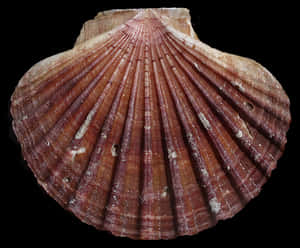 Scalloped Shell Texture PNG image with transparent background