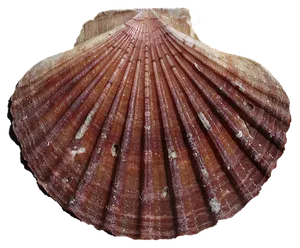 Scalloped Shell Texture PNG Image