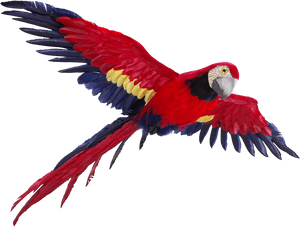 Flying Parrot Png Photos - Parrot Flying Transparent Background PNG image with transparent background