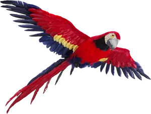 Scarlet Macaw In Flight PNG Image