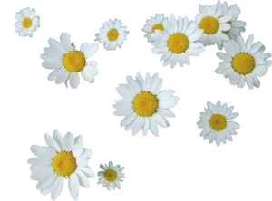 Scattered Daisies Transparent Background PNG Image