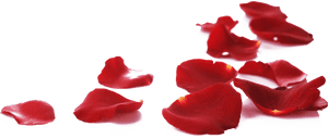 Rose Petals On Floor Png, Transparent Png PNG image with transparent background