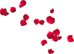 Rose Petals Free Png, Transparent Png PNG image with transparent background