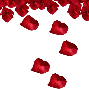 Scattered Rose Petals PNG xjr PNG image with transparent background