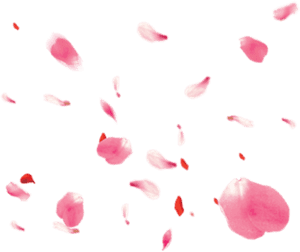 #petals #roses - Pink Rose Petals Png, Transparent Png PNG image with transparent background