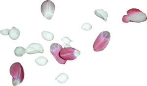 White Rose Petals Png, Transparent Png PNG image with transparent background
