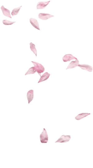 #rose #pedals - Pink Petals, HD Png Download PNG image with transparent background