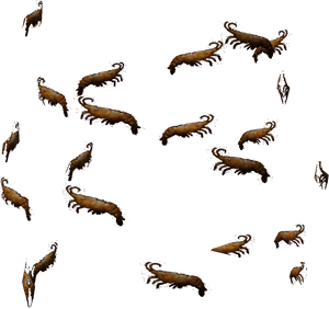 Runescape Shrimp, HD Png Download PNG image with transparent background