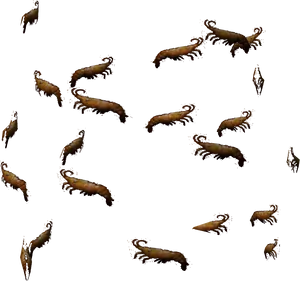 Scattered Shrimp Pattern PNG Image