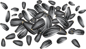 Download Sunflower Seeds Png Clipart - Sunflower Seed Vector Free, Transparent Png PNG