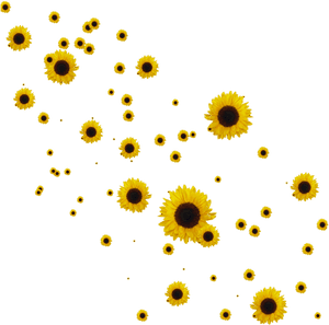 #flower #flowers #roses #sunflower #sunflowers #overlay - Aesthetic Sunflower Transparent Background, HD Png Download PNG