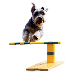 Schnauzer Agility Training Png Bav PNG Image