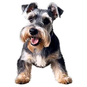 Schnauzer Friendly Smile Png Nvq PNG Image