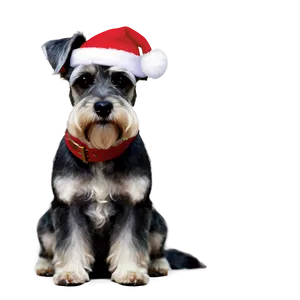 Schnauzer Holiday Greeting Png Xql17 PNG Image