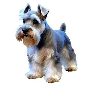 Schnauzer In Grass Png Vig67 PNG Image