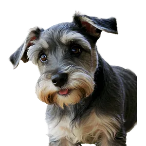 Schnauzer Puppy Eyes Png 06262024 PNG Image