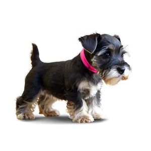 Schnauzer Puppy Eyes Png 19 PNG Image