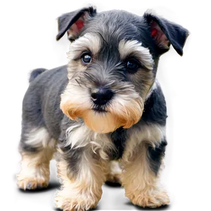 Schnauzer Puppy Eyes Png Rsx93 PNG Image