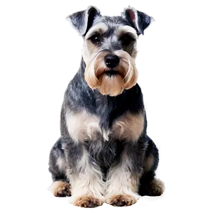 Schnauzer Sitting Pose Png 69 PNG Image