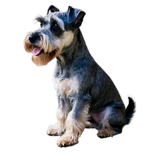 Schnauzer Sitting Pose Png Ahh47 PNG Image