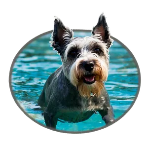 Schnauzer Swimming Png 06262024 PNG Image