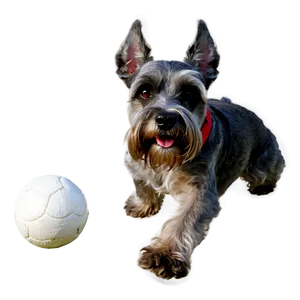 Schnauzer With Ball Png 06262024 PNG Image