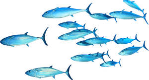 Download Free Fish Png Transparent Images Transparent - Swimming Fishes Transparent Background, Png Download PNG image with transparent background