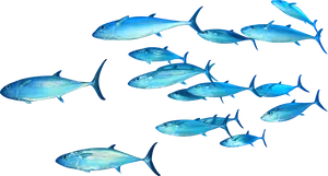 Schoolof Fish Swimming Underwater PNG Image