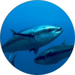 Atlantic Bluefin Tuna - Bluefin Tuna, HD Png Download PNG
