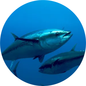 Schoolof Tuna Underwater PNG Image